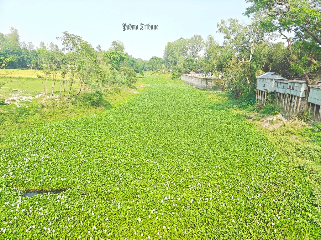 দখল-দূষণের চাপে প্রাণ হারাচ্ছে আলাই নদ