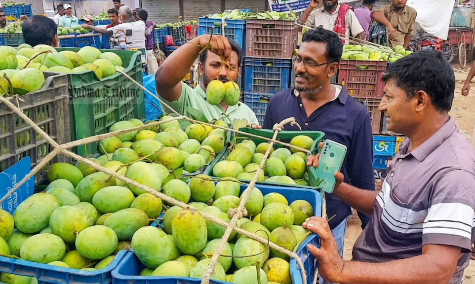 ফলন ভালো হলেও দাম কম, ঢলন-খাজনার চাপে চাঁপাইনবাবগঞ্জের আমচাষিরা