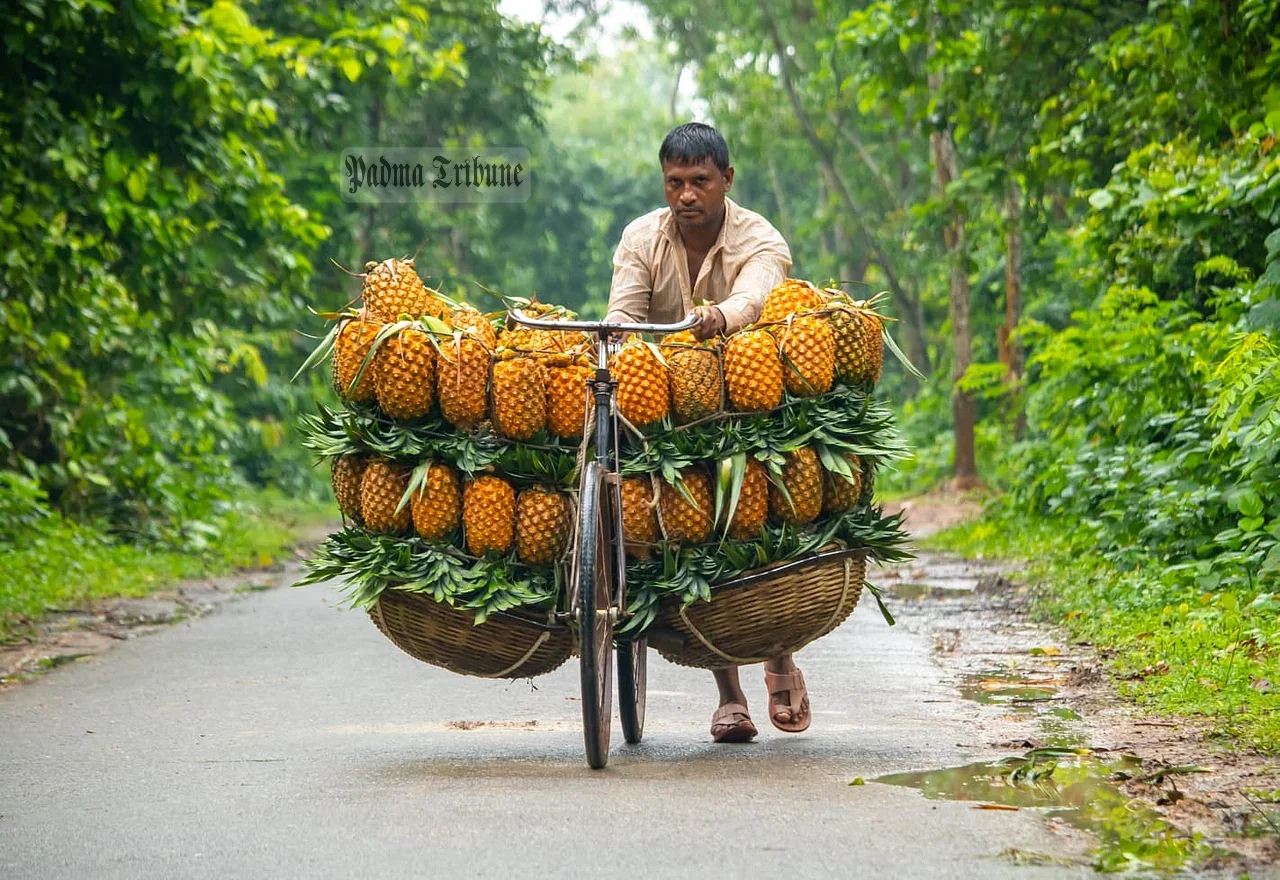বাংলাদেশ থেকে আনারস আমদানির অনুমতি দিল পাকিস্তান